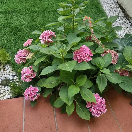 Movie Star With Garden Флоренция