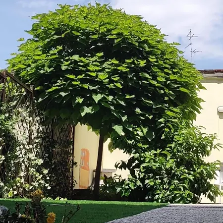 Movie Star With Garden *
