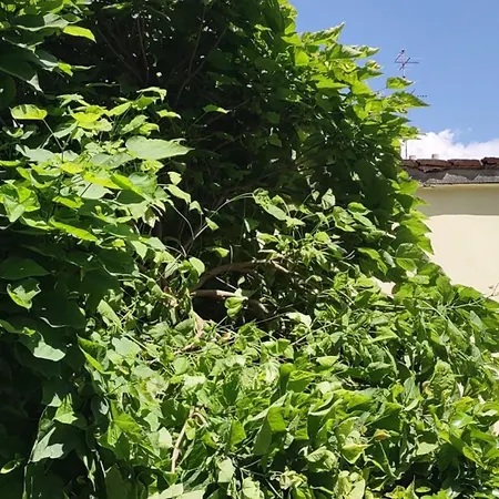 Movie Star With Garden